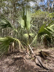 Acoelorraphe wrightii