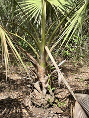 Acoelorraphe wrightii