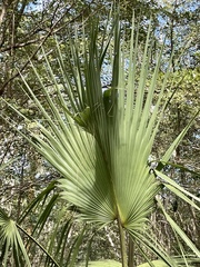 Acoelorraphe wrightii