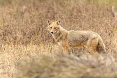 Canis aureus indicus