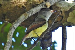 Myiarchus tuberculifer