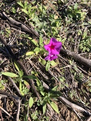 Phlox drummondii
