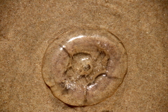 Aequorea