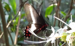 Parides proneus