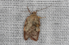 Oligoloba severa