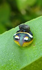 Poecilopachys australasia