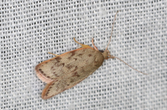 Oligoloba severa