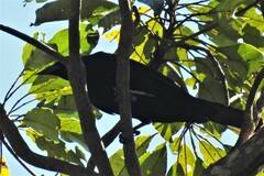 Molothrus oryzivorus