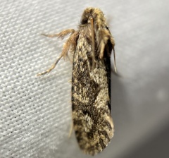 Acrolophus walsinghami