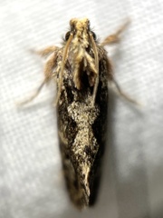 Acrolophus walsinghami