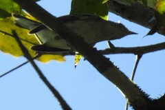 Polioptila