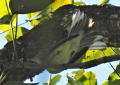 Polioptila
