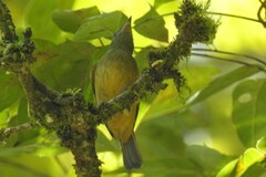 Mionectes oleagineus