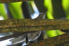 Polioptila