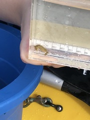 Hippocampus zosterae