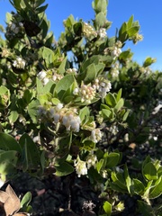 Arctostaphylos montaraensis