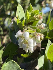 Arctostaphylos montaraensis