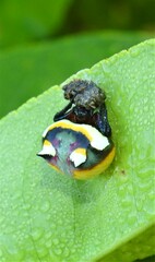 Poecilopachys australasia