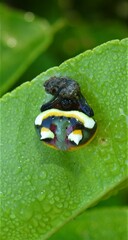 Poecilopachys australasia