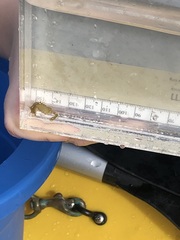 Hippocampus zosterae