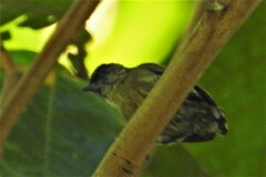 Picumnus olivaceus