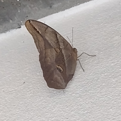 Eryphanis