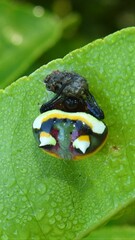 Poecilopachys australasia