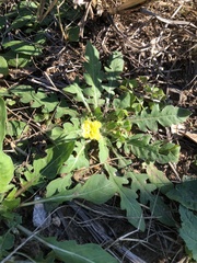 Oenothera laciniata