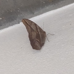 Eryphanis