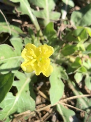 Oenothera laciniata