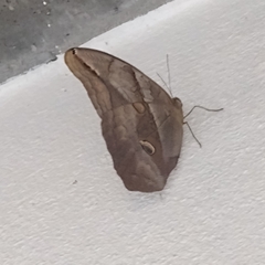 Eryphanis