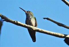 Amazilia tzacatl
