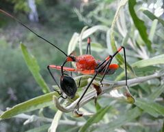 Poecilobdallus formosus