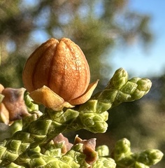 Walshomyia juniperina
