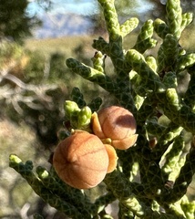 Walshomyia juniperina