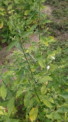 Rhinacanthus nasutus