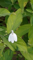 Rhinacanthus nasutus