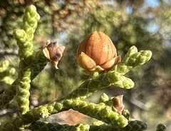 Walshomyia juniperina