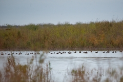 Tachybaptus dominicus