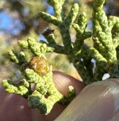 Walshomyia juniperina