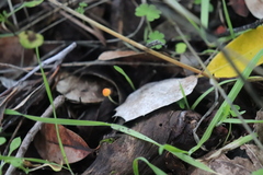 Mycena acicula