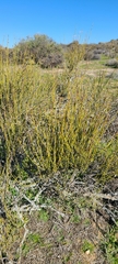Ephedra californica