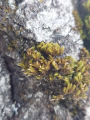 Lewinskya elegans