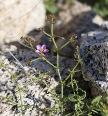 Fagonia pachyacantha