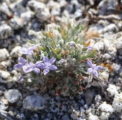 Langloisia setosissima setosissima