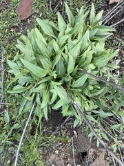 Helianthus gracilentus