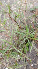 Scleromitrion brachypodum
