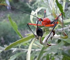 Poecilobdallus formosus