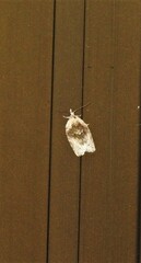 Acroceuthes metaxanthana