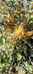 Cuscuta californica